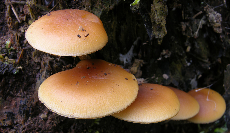 Galerina da determinare n0039(2007)